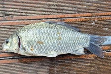 서울좌대 유료낚시터 > 서/울/좌/대 / 주중 조황보고 : 낚시사랑