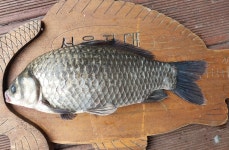 서울좌대 유료낚시터 > 서/울/좌/대 / 주중 조황보고 : 낚시사랑