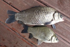 서울좌대 유료낚시터 > 서/울/좌/대 / 주중 조황보고 : 낚시사랑