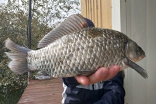 서울좌대 유료낚시터 > 서/울/좌/대 / 주중 조황보고 : 낚시사랑