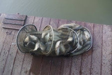 고담낚시터 유료낚시터 > 주말붕어방류 와 조황입니다 : 낚시사랑