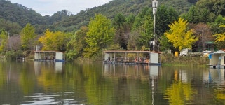 양평수곡낚시터 유료낚시터 > 가을비가 내린후 힐링 수곡낚시터 주중조황 5짜붕어도 나오고 바닥붕어들이 나와주네요 : 낚시사랑