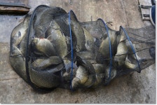 산우물낚시터 유료낚시터 > 당찬 손맛 풍요로움이 함께하는 산우물낚시터 : 낚시사랑