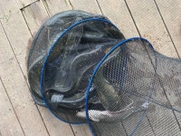 양평-대명낚시터 유료낚시터 > 송어루어낚시 주중 폭풍조황 [주말폭탄방류] : 낚시사랑