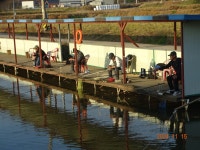 오빈낚시터 유료낚시터 > ~~~ 꾸준한조황 보이고 있습니다~~~ : 낚시사랑