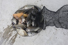 쌍방죽낚시터 유료낚시터 > 조황소식 : 낚시사랑