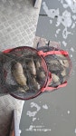 관리낚시터 유료낚시터 > 주말 붕어 방류 및 조황 정보 입니다 : 낚시사랑