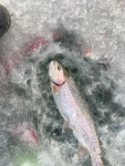 양평-대명낚시터 유료낚시터 > 01월 21일[화] 얼음 송어낚시 및 하우스낚시 방류! : 낚시사랑