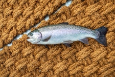 예담2 유료낚시터 > 죠스글램핑 낚시터 : 낚시사랑