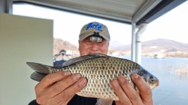 고삼지 양촌 유료낚시터 > 양촌좌대 첫 물낚시 사짜조황입니다. : 낚시사랑