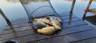 양평수곡낚시터 유료낚시터 > 양평 산수유 축제와 함께 힐링 수곡낚시터 봄나들이 하세요 3월넷째주후반 조황소식및 붕어방류 : 낚시사랑