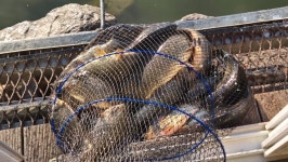 안성 거청낚시터 유료낚시터 > 3월 30일 거청낚시터 조황 : 낚시사랑