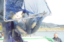 상덕낚시터 유료낚시터 > [상덕낚시터] 4월 첫 주 이야기 - 용인 상덕 : 낚시사랑