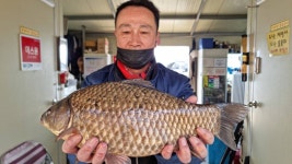 고삼지 양촌 유료낚시터 > 고삼지 덩어리 마리수 조황입니다. : 낚시사랑