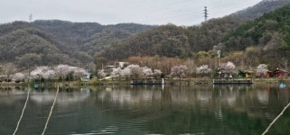 양평수곡낚시터 유료낚시터 > 벗꽃과 눈과 바람속 힐링 수곡낚시터 꾸준히 봄붕어들 나와주고 있네요 주말 조황 및 붕어방류 : 낚시사랑