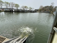 고잔낚시터 유료낚시터 > 금/토/일 손맛터 행사 안내, 양어장 방류 사진 : 낚시사랑
