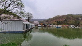 즐거운복상골 유료낚시터 > 벚꽃 엔딩 복상꽃 물결의 시작~~~ : 낚시사랑