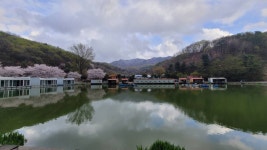 즐거운복상골 유료낚시터 > 벚꽃 엔딩 복상꽃 물결의 시작~~~ : 낚시사랑