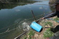 한터낚시터. 유료낚시터 > 한터 낚시터 2025년 04월20일 (일요일) 붕어 향어 잉어 대량 방류했습니다 : 낚시사랑
