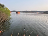 성호낚시터 유료낚시터 > 조황정보 1.2차대량방류 성호낚시터 이천. : 낚시사랑