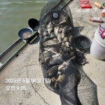 용대리낚시터 유료낚시터 > 호조황의~~연속!!! : 낚시사랑