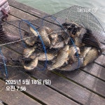 양평그린낚시터 유료낚시터 > 양평 그린낚시터 5/19 (월) 주말 조황 정보 및 방류 소식 : 낚시사랑