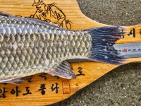 상곡낚시터 유료낚시터 > 토종붕어 전문 낚시터~~~조황입니다................ : 낚시사랑