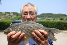 내동지 유료낚시터 > *** 토종붕어 대물 방류 *** : 낚시사랑