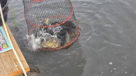 영종낚시터(구만정낚시터) 유료낚시터 > 2025.06.06(금) 폭발적인 입질! 이제 다시 나옵니다~ 이벤트 고우~! : 낚시사랑