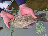 성호낚시터 유료낚시터 > 주말 조황 성호낚시터. : 낚시사랑