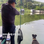 양평그린낚시터 유료낚시터 > 양평 그린낚시터 6/9 (월) 주말 조황 정보 및 방류 소식 : 낚시사랑