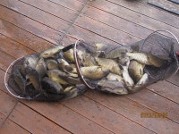 대석낚시터 유료낚시터 > 계속 이어지는 호조황 입니다.. : 낚시사랑