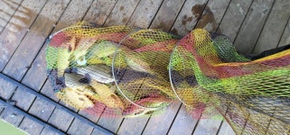 양평수곡낚시터 유료낚시터 > 주중 꾸준한 조황속 힐링 수곡낚시터 6월둘째주 주중조황 및 오늘 붕어방류 : 낚시사랑