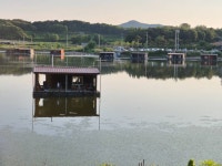 성호낚시터 유료낚시터 > 조황정보 6월15일 성호낚시터. : 낚시사랑