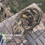 양평그린낚시터 유료낚시터 > 양평 그린낚시터 6/15 (일) 주말조황 정보 및 방류 소식 : 낚시사랑