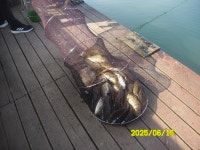 오빈낚시터 유료낚시터 > ~~~주말조황 정보및 방류소식 전 합니다~~~ : 낚시사랑