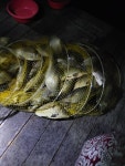 안성 거청낚시터 유료낚시터 > 6월 17일 거청낚시터 조황 : 낚시사랑