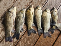 유료터정보 > 유료터점주조황 > 조황정보 성호낚시터.