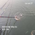 용대리낚시터 유료낚시터 > 목.금.토(합800KG) 연속방류!!!! : 낚시사랑