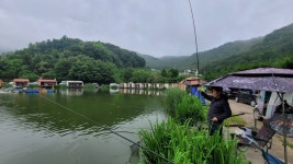 즐거운복상골 유료낚시터 > 촉촉한 날들이네요~~~ : 낚시사랑