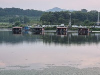 성호낚시터 유료낚시터 > 조황정보 성호낚시터 이천. : 낚시사랑