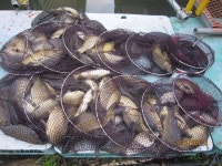 대석낚시터 유료낚시터 > 주말, 주중 스케치.. 호조황 입니다.. : 낚시사랑