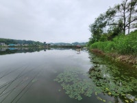 양평향리낚시터 유료낚시터 > 조황정보 입니다. : 낚시사랑