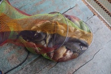 고담낚시터 유료낚시터 > 대박 주말 조황입니다 . : 낚시사랑