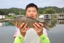 내동지 유료낚시터 > *** 토종붕어 45.5cm *** : 낚시사랑