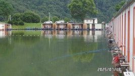 대석낚시터 유료낚시터 > 계속 이어지는 호조황 입니다.. : 낚시사랑