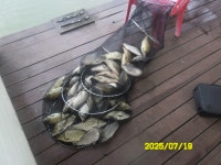 오빈낚시터 유료낚시터 > ~~자리편차 없이 아주좋은 조황 보이고 있습니다~~~ : 낚시사랑