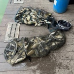 고담낚시터 유료낚시터 > 주말 대박 조황 붕어방류 : 낚시사랑