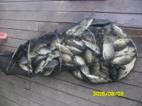 오빈낚시터 유료낚시터 > ~~아주좋은 조황 보이고 있습니다~~~ : 낚시사랑