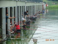 오빈낚시터 유료낚시터 > ~~변함없이 없이 꾸준한 조황 보이고 있습니다~~~ : 낚시사랑